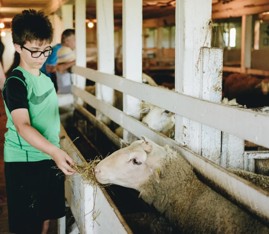 Ferme pédagogique Marichel (moment éducatif à la ferme)