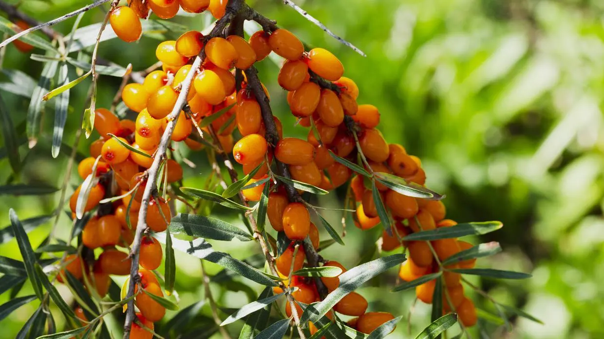 Autocueillette fruitière et florale