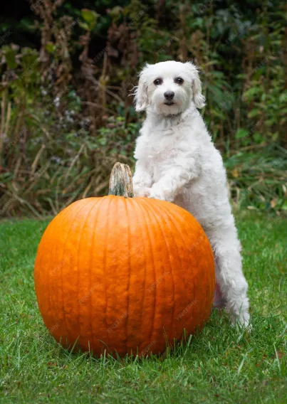 Ferme La Rosée du matin