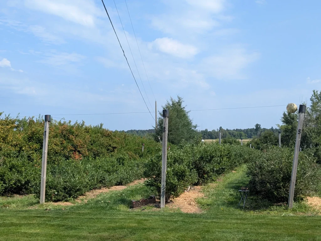 Champs verts avec poteaux sous ciel bleu.
