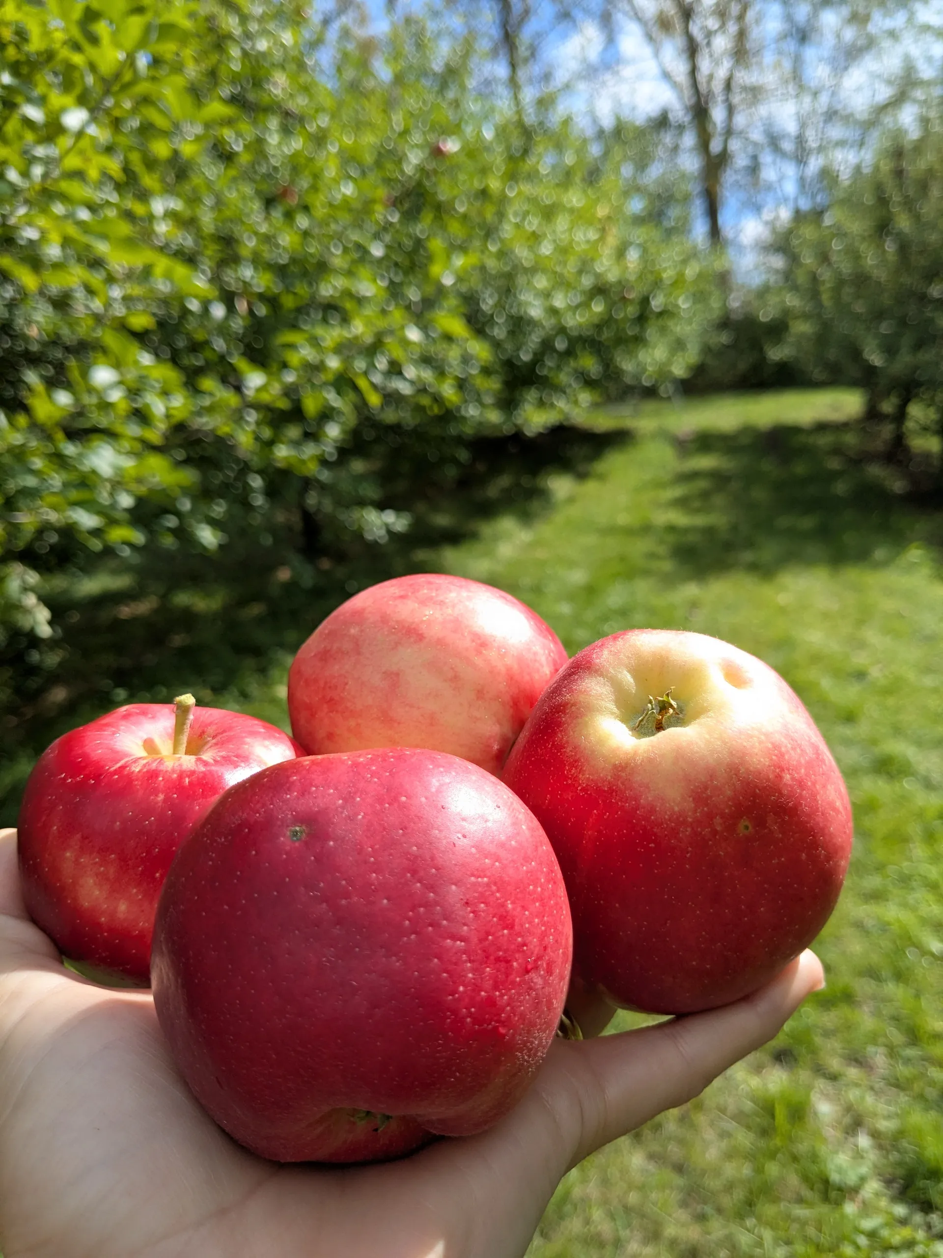 Main tenant des pommes rouges dans un verger.